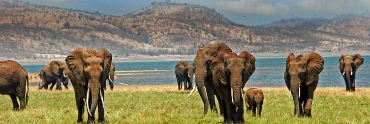 Transfer to Rhino Safari Camp for 3 nights