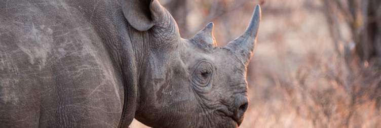 Victoria Falls Guided Tour, Night Drive & Bush Dinner