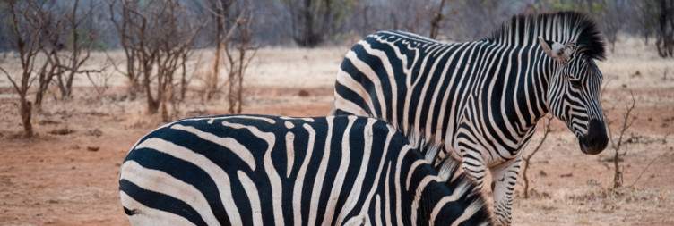 Sunrise and Mid Morning Safari - or Sunset Zambezi NP Safari