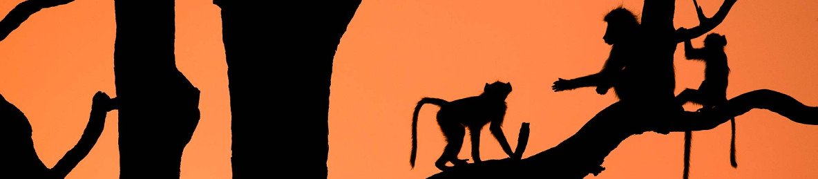 1-Day Hwange Adventure - Am & Pm Safari with Bush Lunch