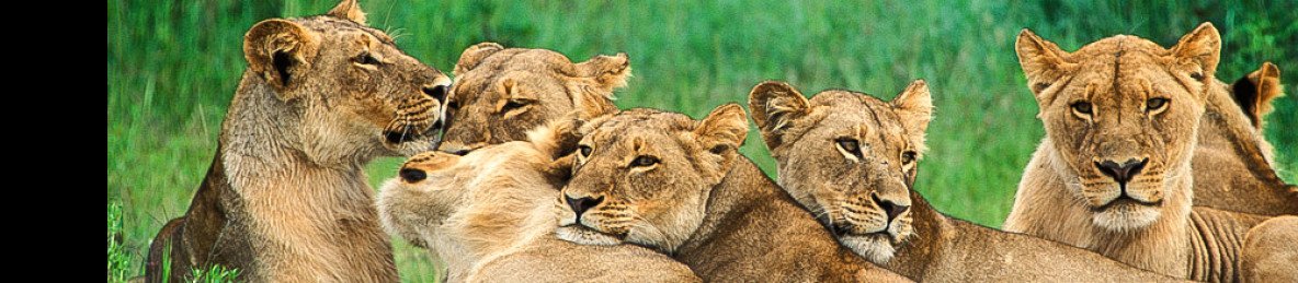 5-Day Classic Hwange & Vic Falls Safari