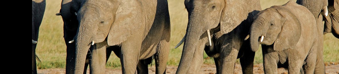 5-Day Victoria Falls and Hwange Budget Tour Safari