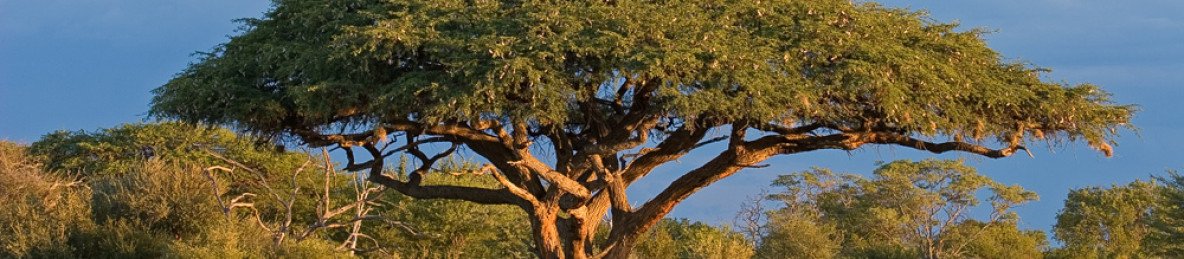 11-Day Harare to Victoria Falls Safari Tour in Zimbabwe