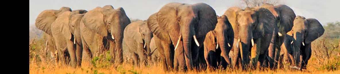 5-Day Luxury Hwange & Victoria Falls Safari
