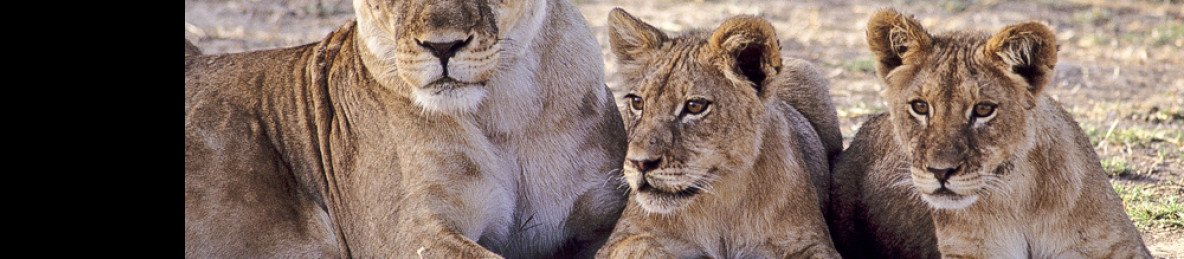7-Day Luxury Victoria Falls, Mana Pools NP & Hwange NP