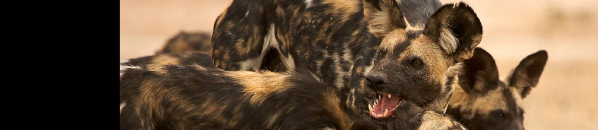 5-Day Mana Pools National Park 18 to 22 August 2026