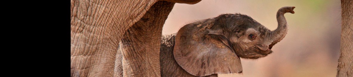 7-Day Victoria Falls and Hwange