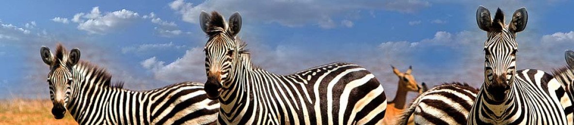 ½-Day Dry Safari Game Drive for Small Groups Zambezi NP