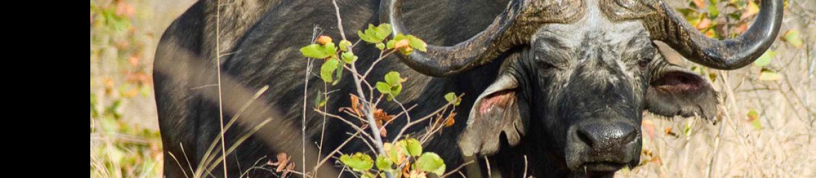 5-Day Victoria Falls and Hwange National Park Safari