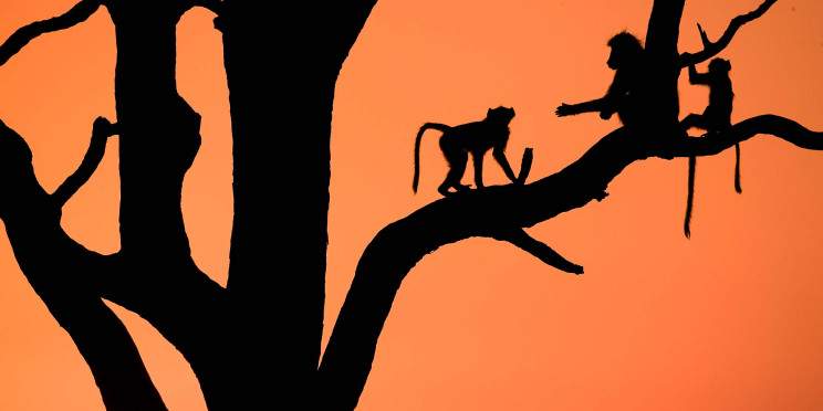 1-Day Hwange Adventure - Am & Pm Safari with Bush Lunch