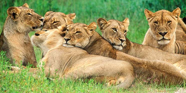 5-Day Classic Hwange & Vic Falls Safari