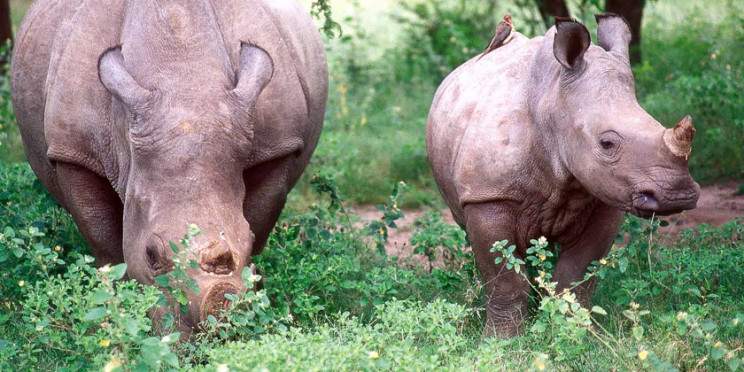 9-Day Three Country Safari - Zambia, Botswana & Zimbabwe