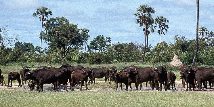 6-Day Deluxe Vic Falls and Zimbabwe Safari