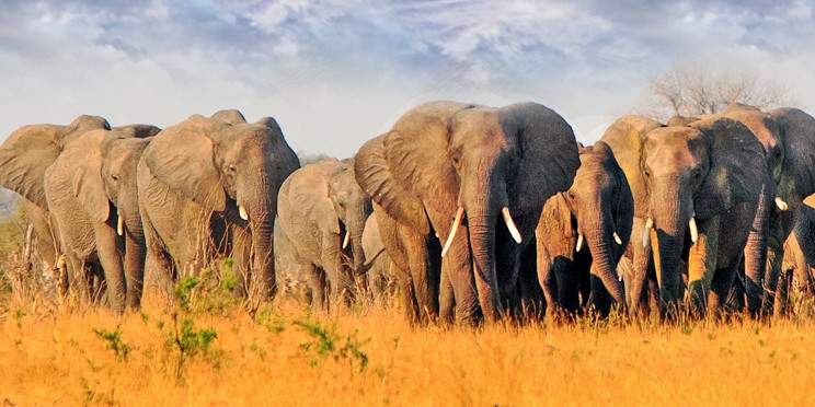 11-Day Very Best of Zimbabwe Luxury Safari