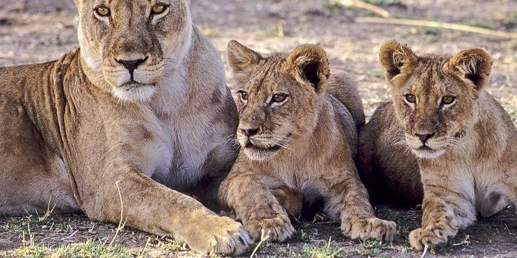 1-Day Hwange Day Trip