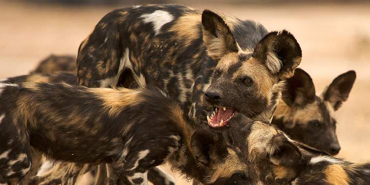 5-Day Mana Pools National Park 18 to 22 August 2026