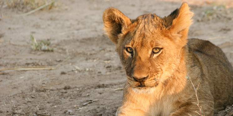 3-Day Hwange National Park Safari Trip Package