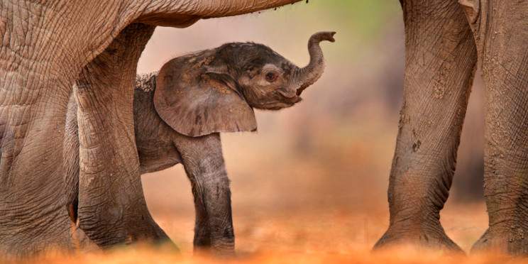 7-Day Victoria Falls and Hwange