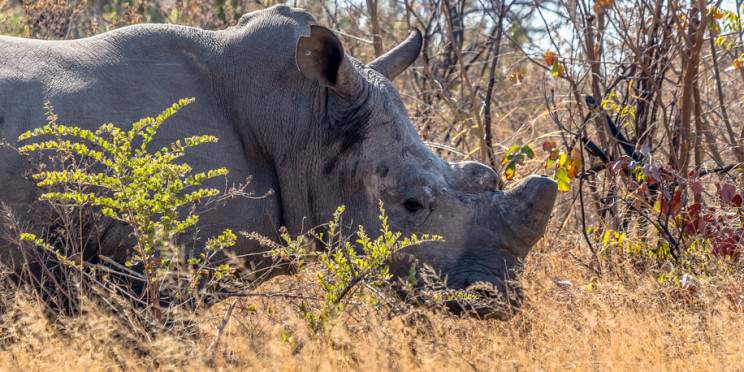 7-Day Victoria Falls, Chobe NP, Hwange NP & Matobo NP