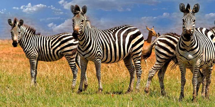 ½-Day Dry Safari Game Drive for Small Groups Zambezi NP