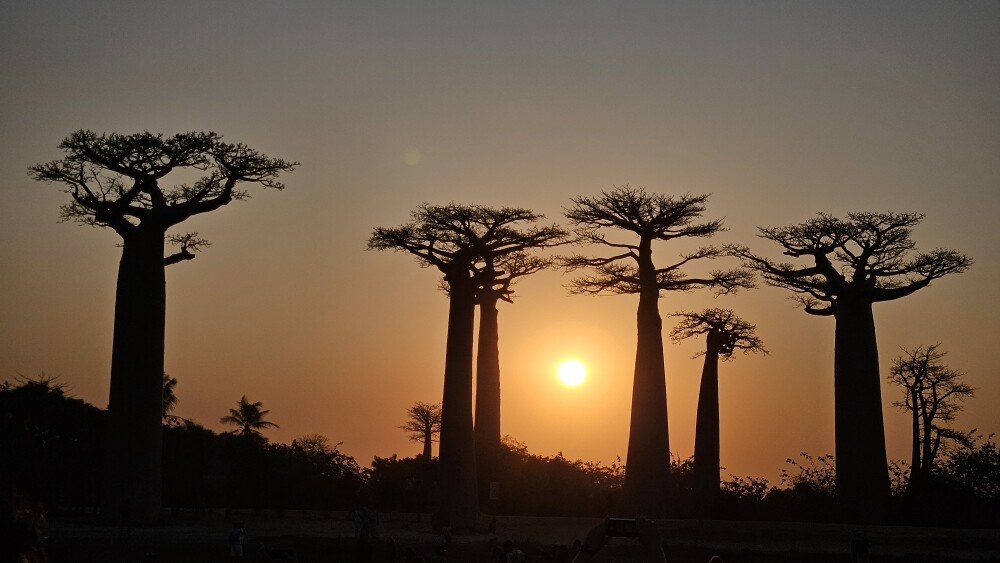 Baobabs avenue at sunset