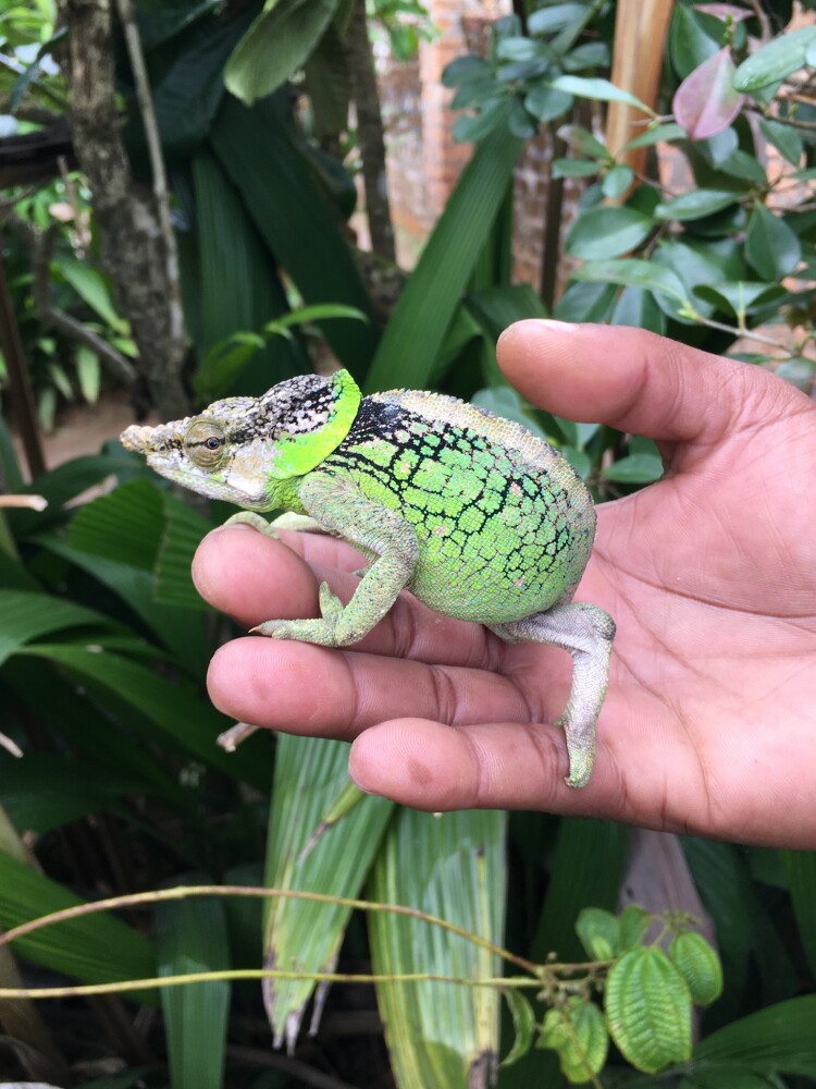 Reptile Reserve