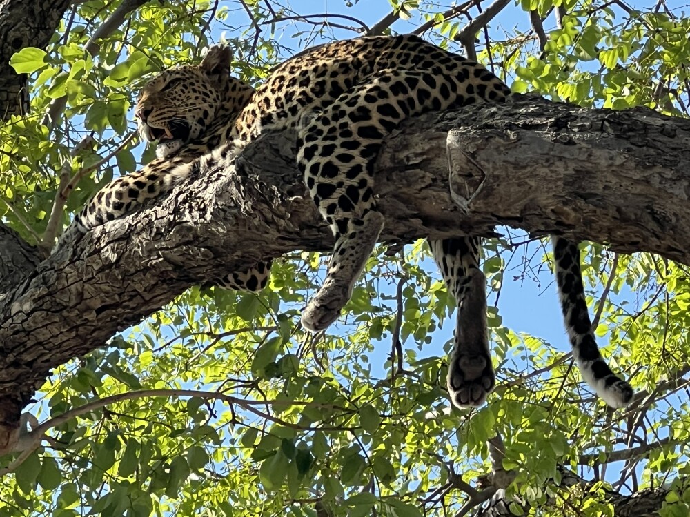 Wow! Our first leopard!