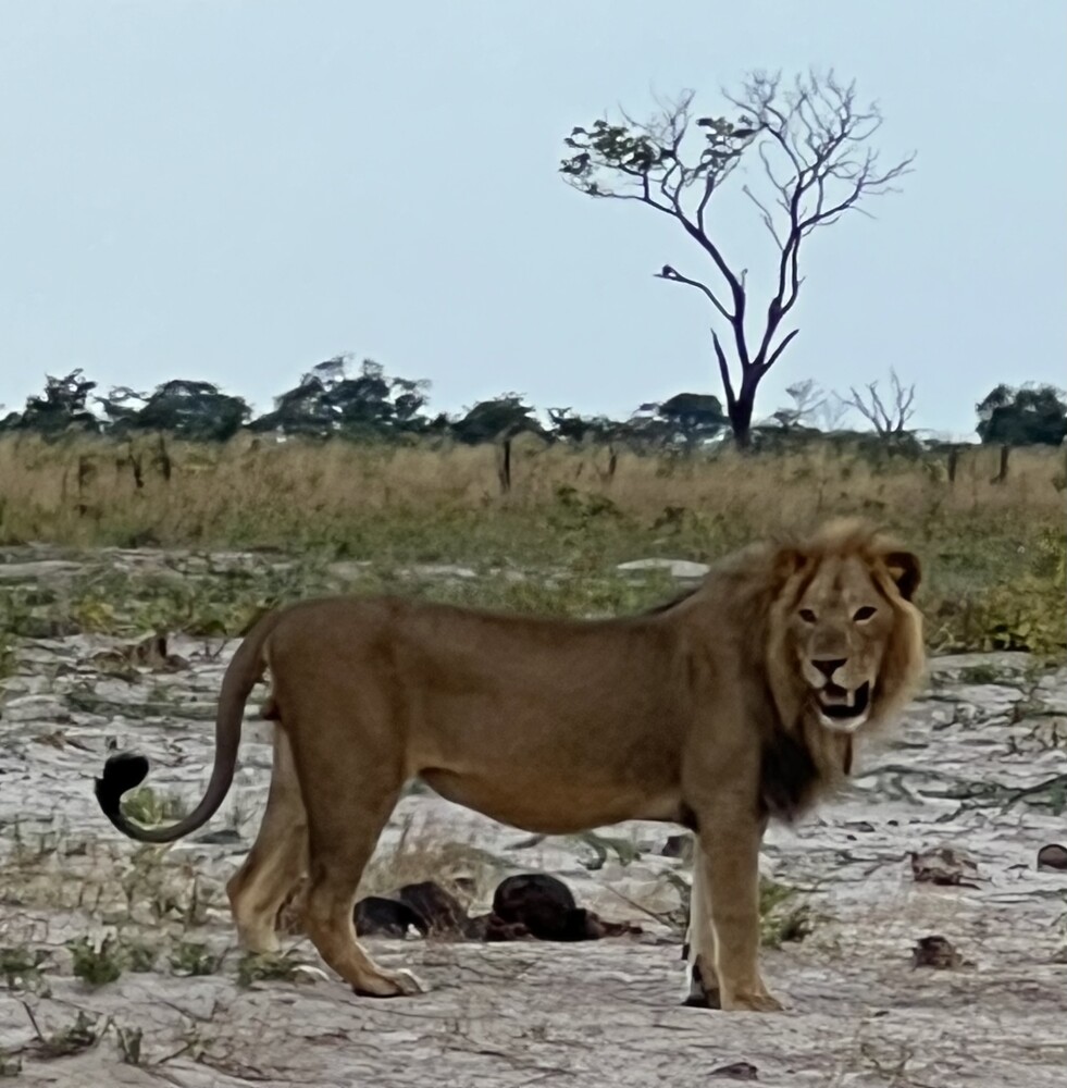 Chobe NP