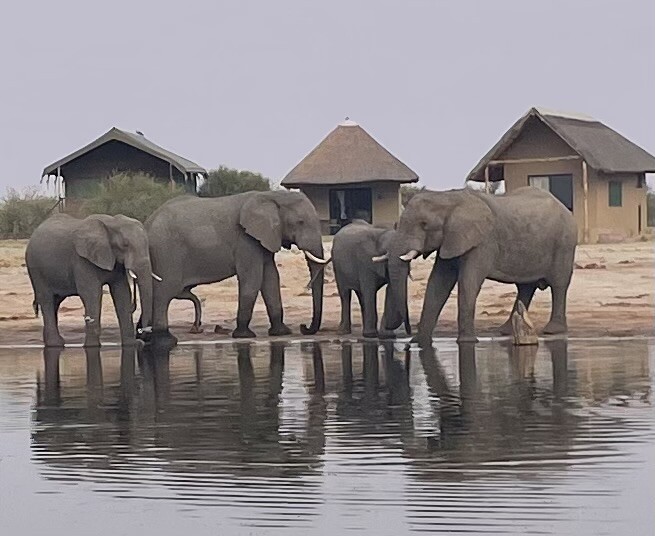 Elefant sands