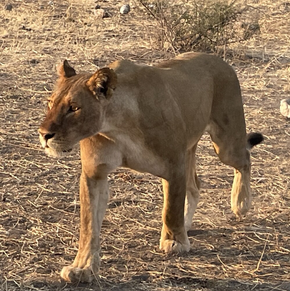 Chobe game drive