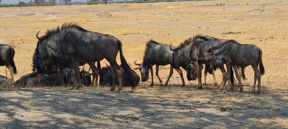 Hwange national park