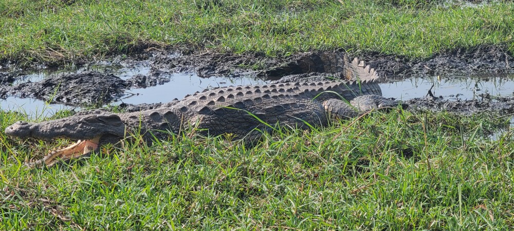 Zambezi river safari
