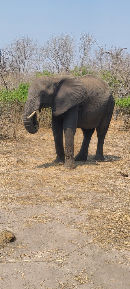 Hwange