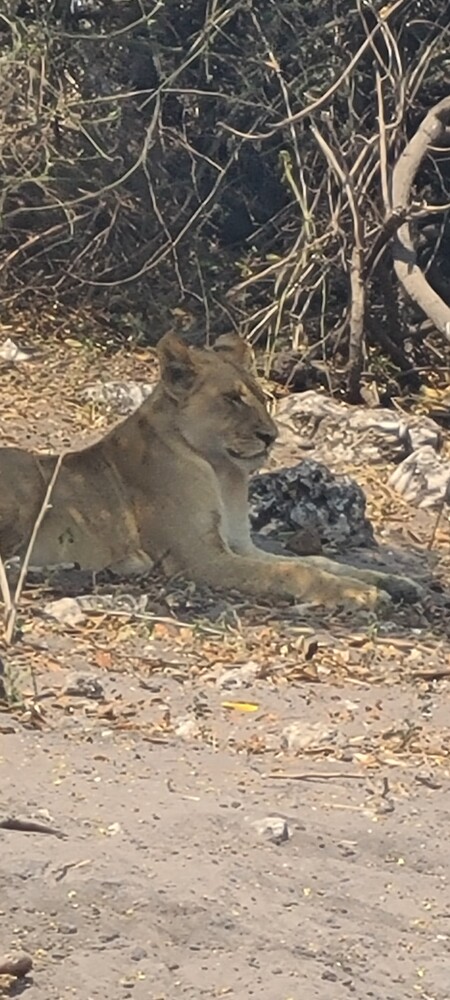 Chobe botswana