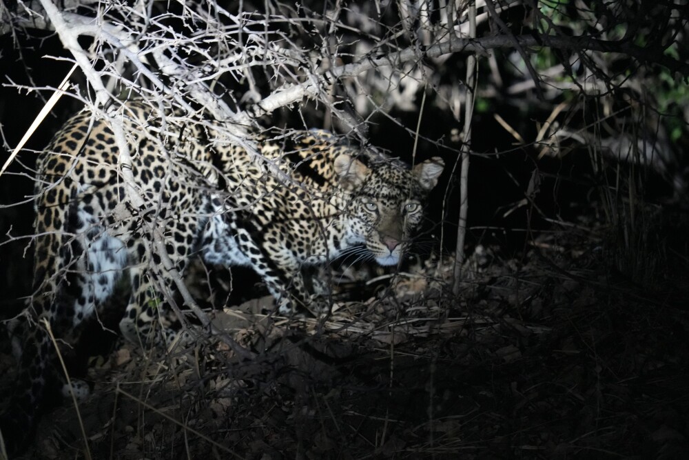 Leopard (not cheetah) in night drive