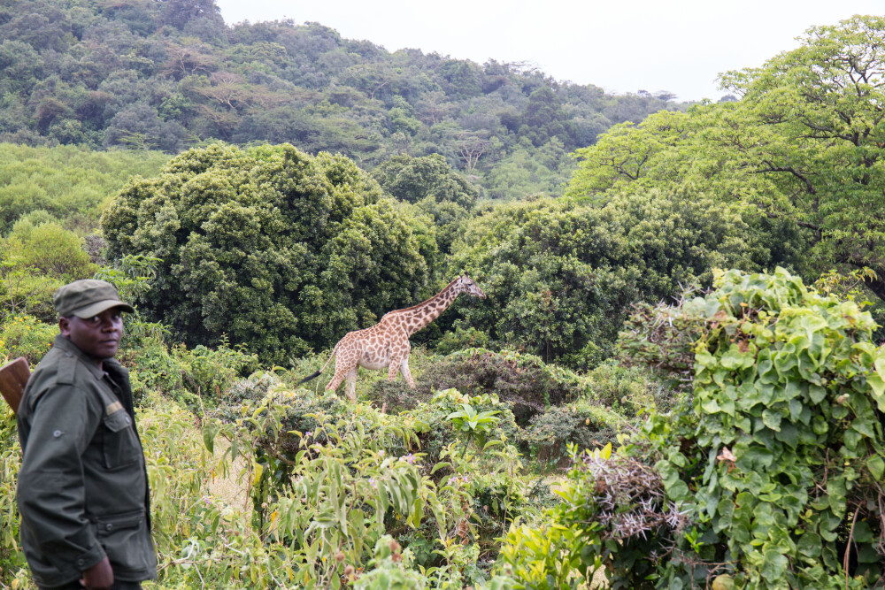 Walking in Arusha NP