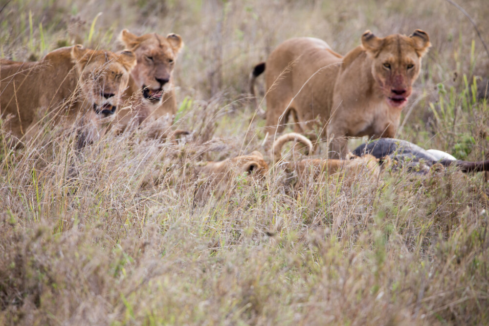 Pride with Kill