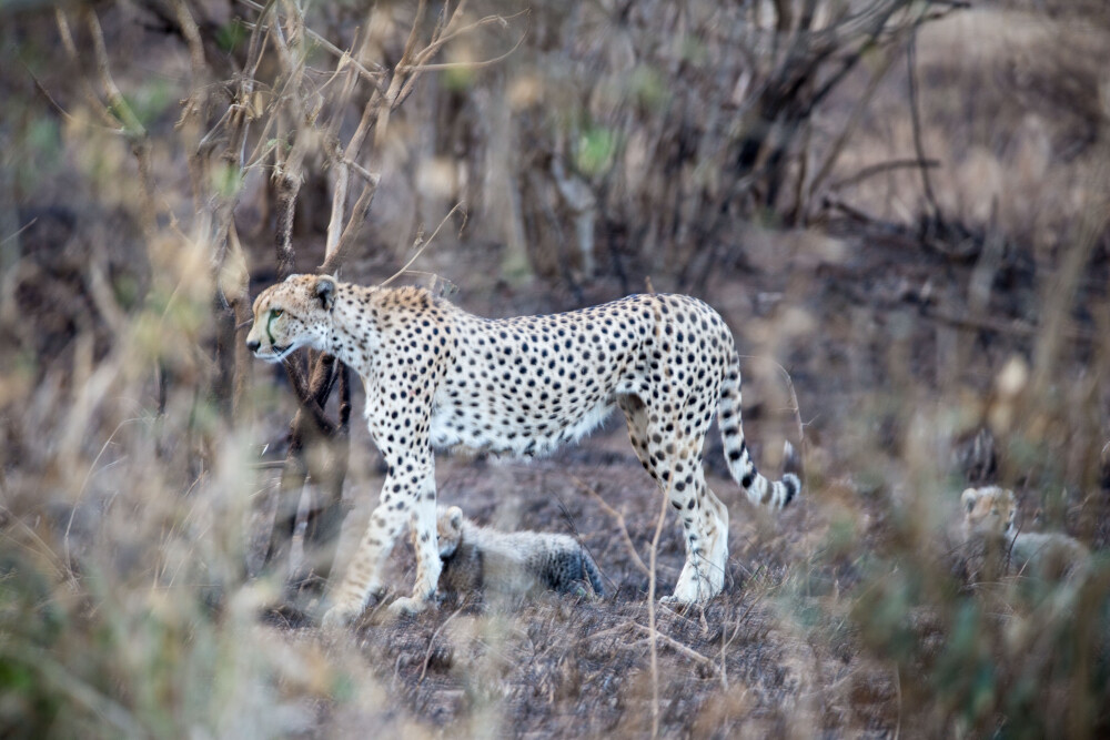 Cheetah with cubs Serengeti