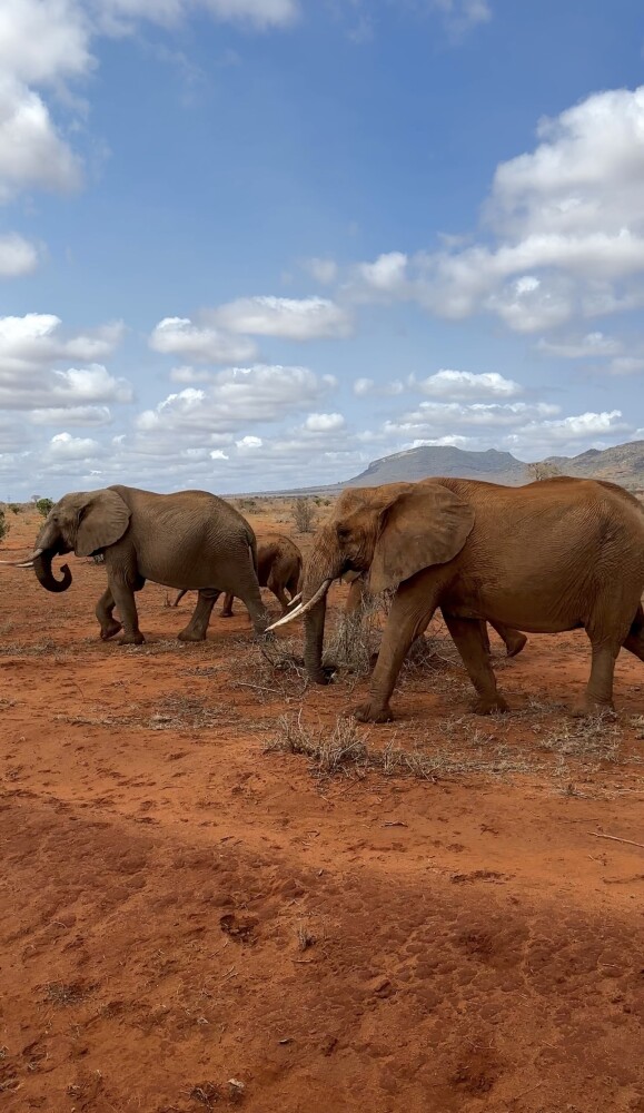 Elephant