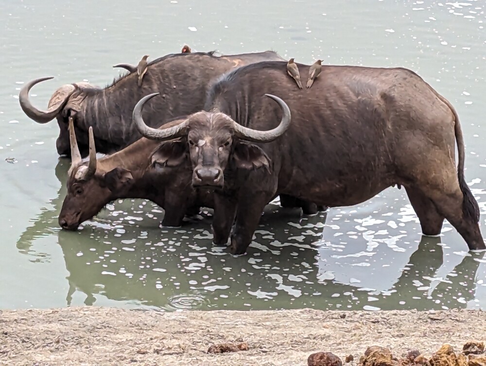 Buffalo's in a pool
