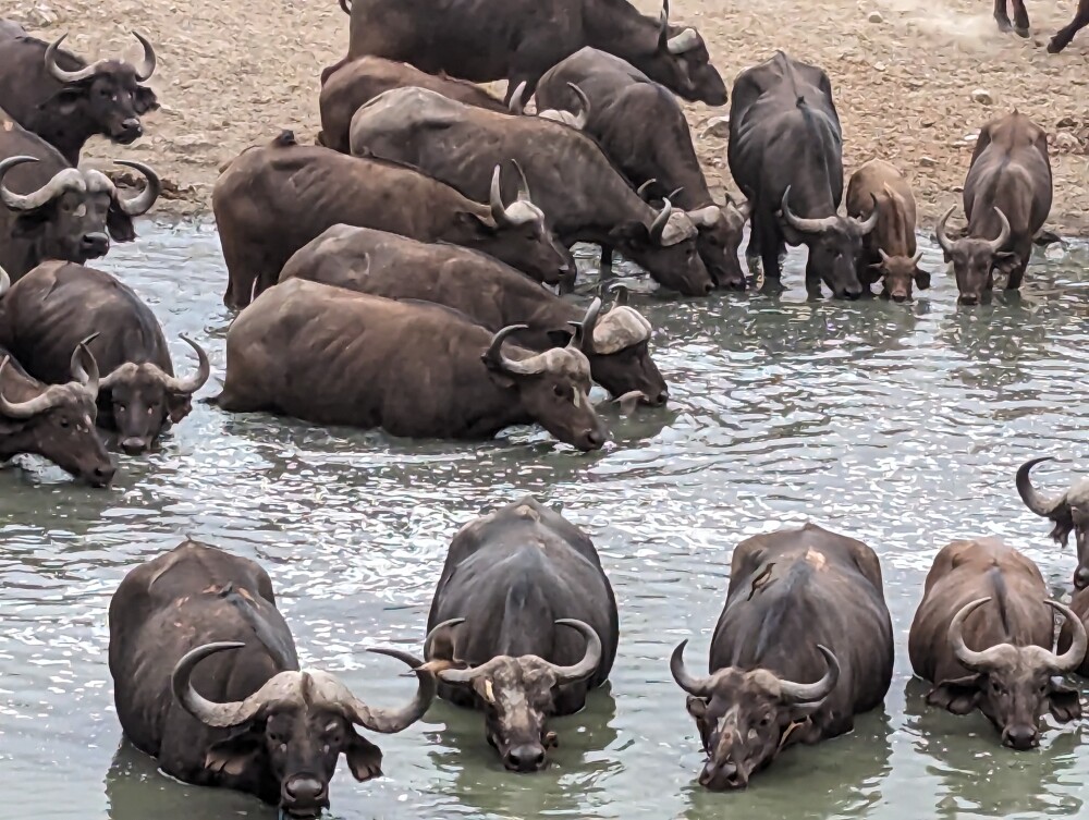Buffalos