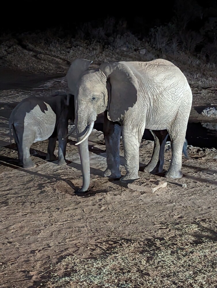 Elephant at night