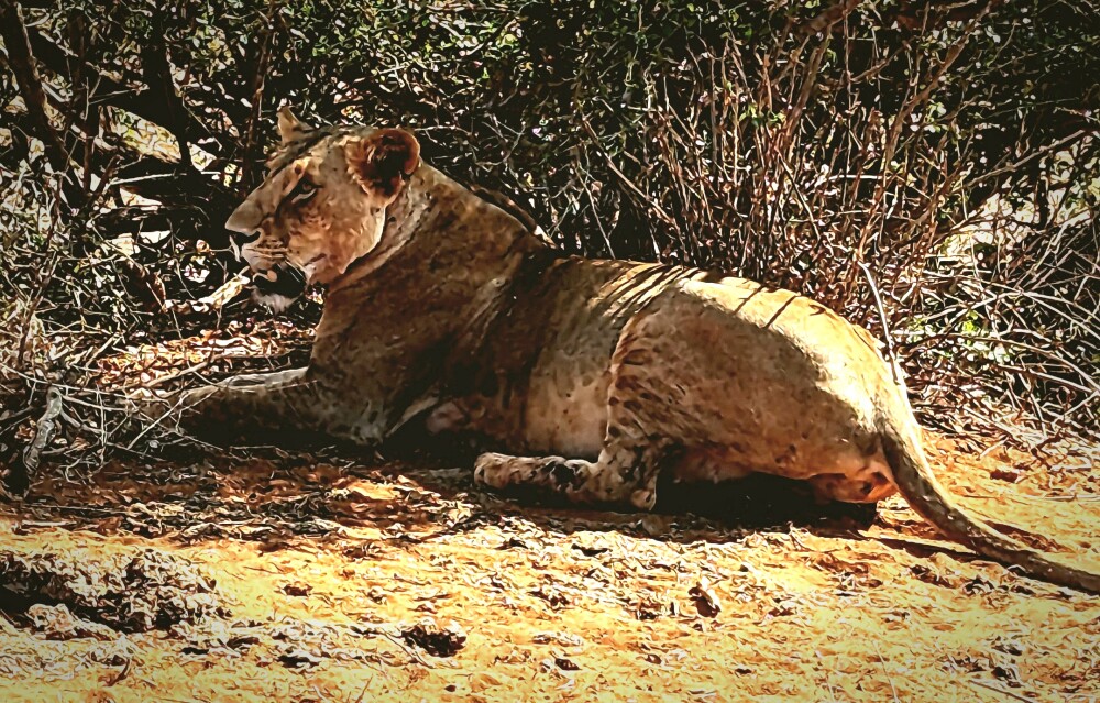 Lion