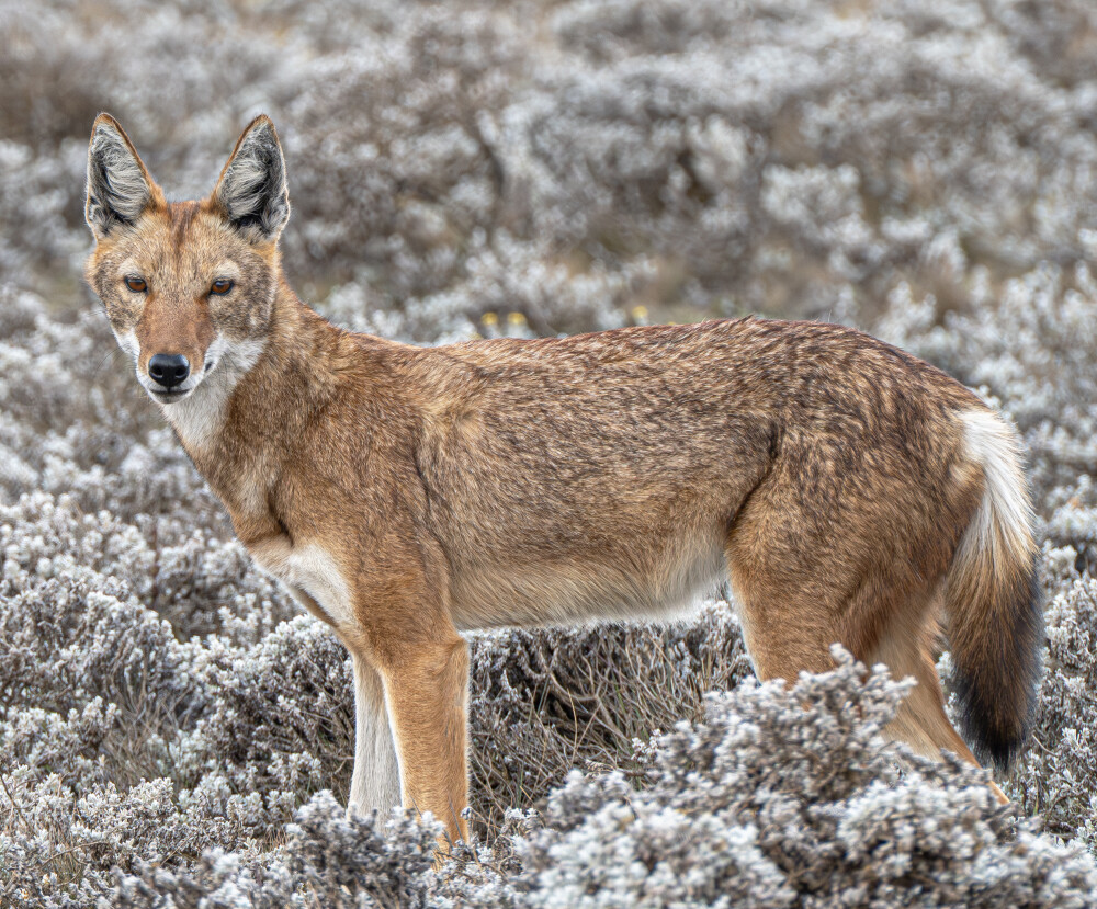 Ethiopian Wolf - Endangered and Endemic
