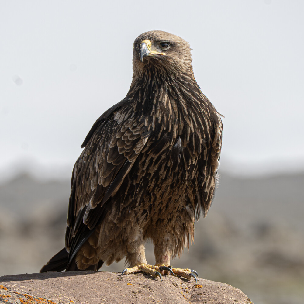 Tawny Eagle - Vulnerable