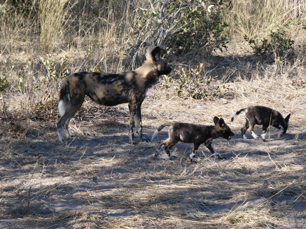 Wild dog and pups