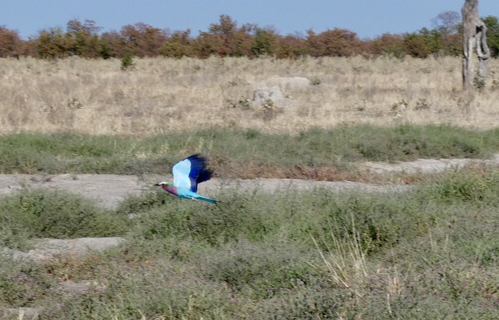 Lilac breasted roller
