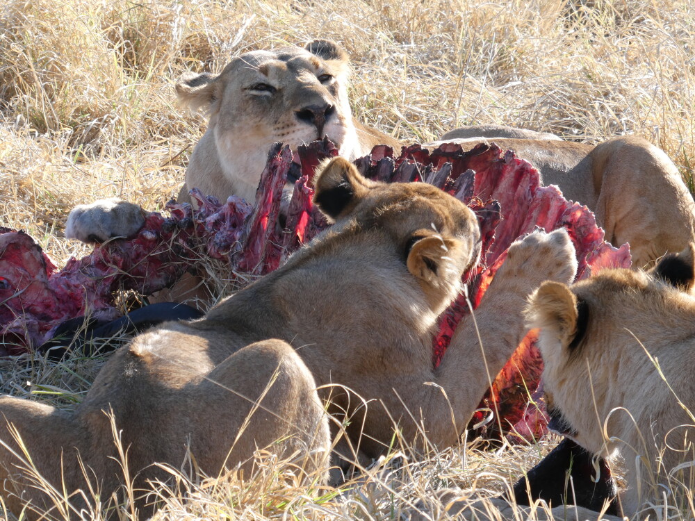 Lions and ex- buffalo