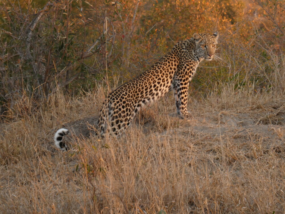 Leopard
