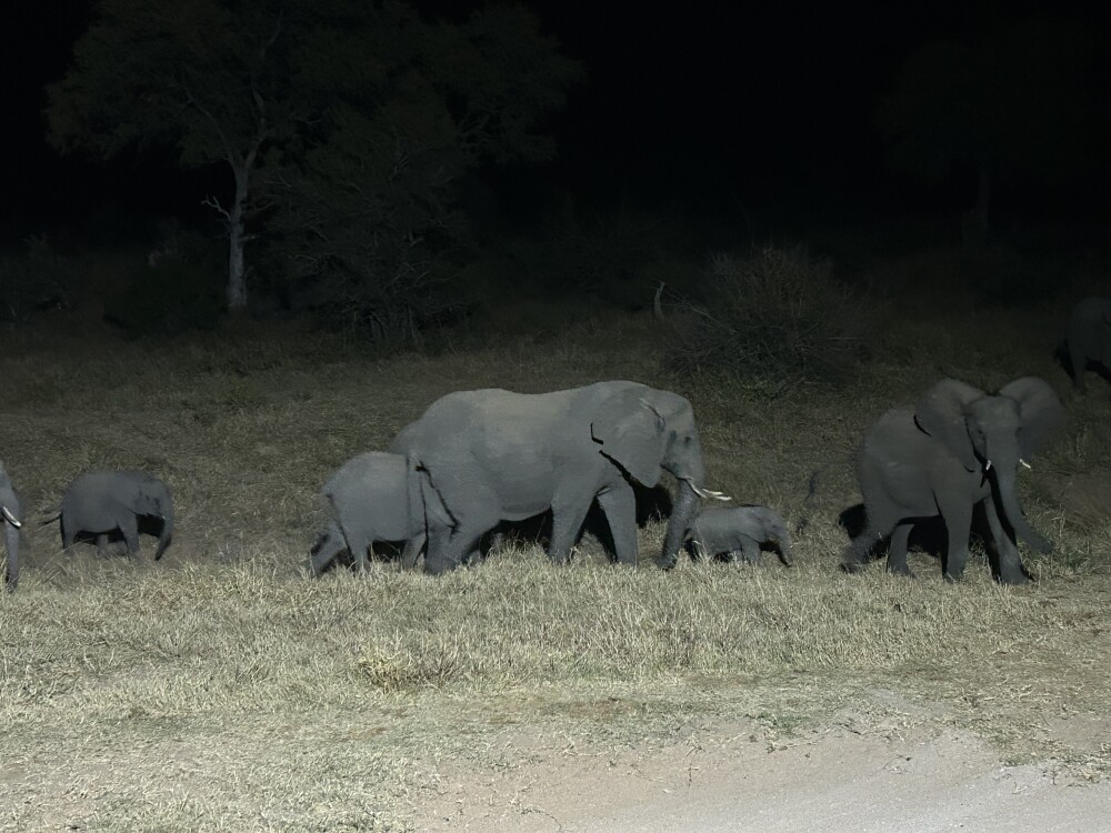 Family of elephants walking by our lodge in Kambaku